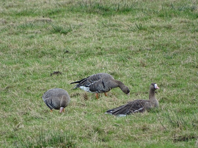 不足以遮蔽 不足以遮蔽
