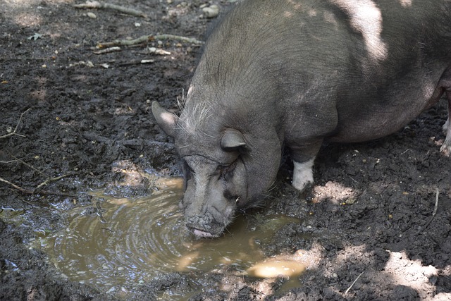 强近期主持 强近期主持